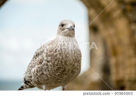Baby seagulls, still light brown, standing in a historic stone building near the sea 95965003