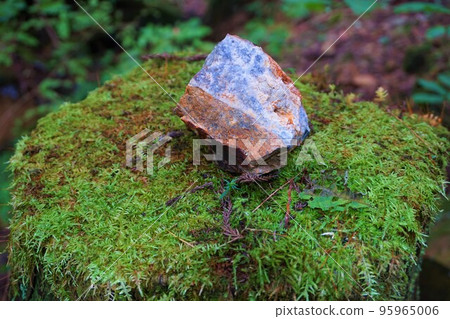 津谷苔蘚、苔蘚、苔蘚植物、梅田礦山、築原礦山 95965006