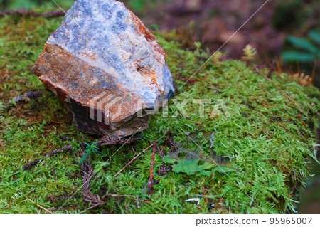 津谷苔蘚、苔蘚、苔蘚植物、梅田礦山、築原礦山 津谷苔蘚、苔蘚、苔蘚植物、梅田礦山、築原礦山 95965007