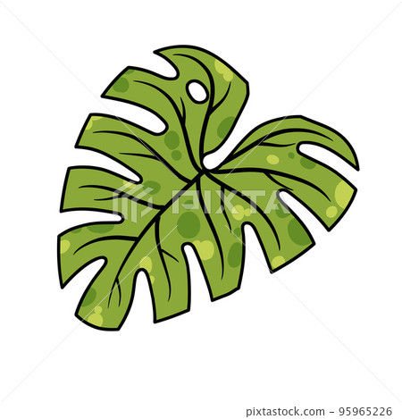 Monstera leaf. Geen houseplant, tropical plant for green print. Monstera leaf. Geen houseplant, tropical plant for green print. 95965226