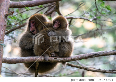 《Nagano Prefecture》Wild monkeys, Kamikochi 95965294