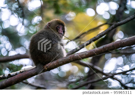 《長野縣》野猴、上高地 95965311