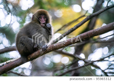 《長野縣》野猴、上高地 95965312