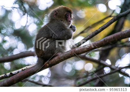 《Nagano Prefecture》Wild monkeys, Kamikochi 95965313