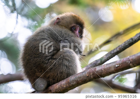 《長野縣》野猴、上高地 95965316