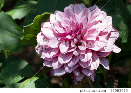 Dahlia, Dahlia Dahlia, Dahlia 95965415