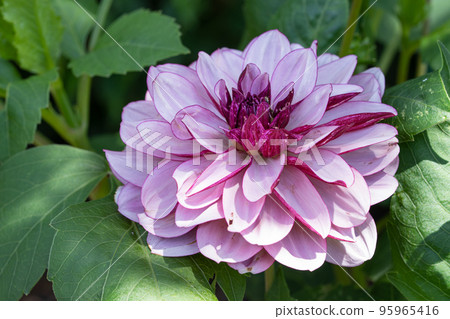 Dahlia, Dahlia Dahlia, Dahlia 95965416