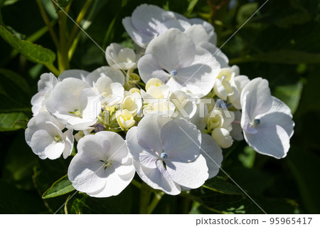 Penny mac, Hydrangea macrophylla Penny mac, Hydrangea macrophylla 95965417