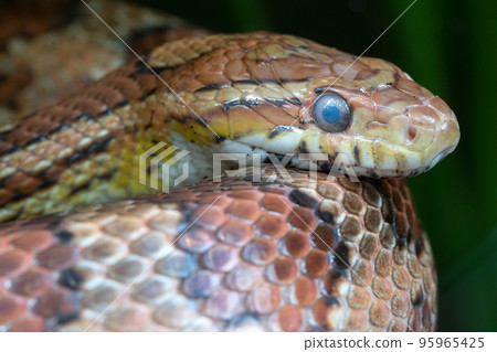 Eastern Corn Snake, Pantherophis guttatus 95965425