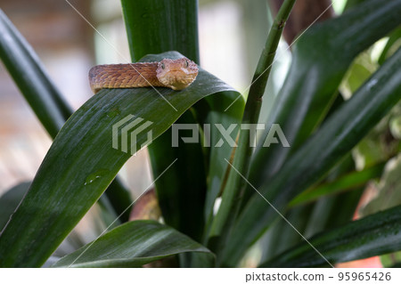 Leaf viper, Atheris squamigera 95965426