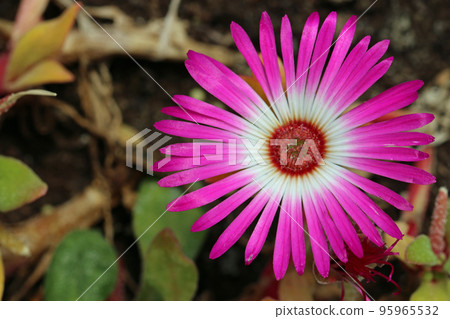 Pink livingstone daisy flower in close up Pink livingstone daisy flower in close up 95965532
