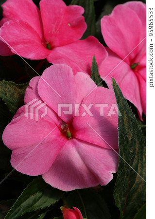 Pink busy lizzie flowers in close up Pink busy lizzie flowers in close up 95965533