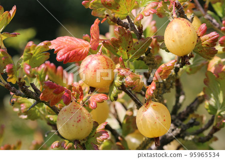 Green gooseberry fruit on a bush in close up Green gooseberry fruit on a bush in close up 95965534