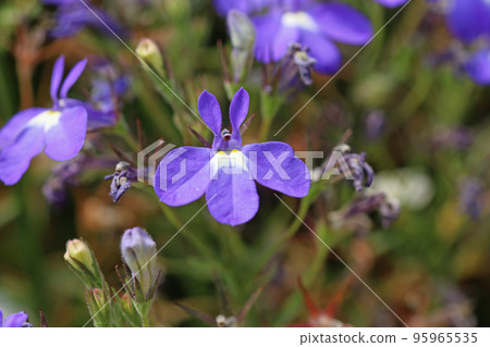 Blue lobelia flowers in close up Blue lobelia flowers in close up 95965535