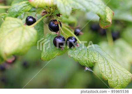 Blackcurrant fruits on a bush in close up Blackcurrant fruits on a bush in close up 95965536