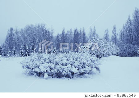 Trees with snow in winter park Trees with snow in winter park 95965549