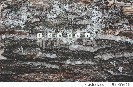 Word forest of wooden alphabet beads on a tree bark surface in the forest. 95965646