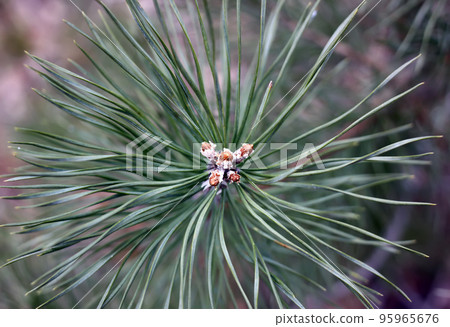 Green branch of pine tree Green branch of pine tree 95965676