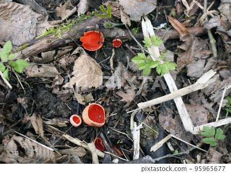 Sarcoscypha coccinea.sSarkotsifa bright red. Sarcoscypha coccinea.sSarkotsifa bright red. 95965677