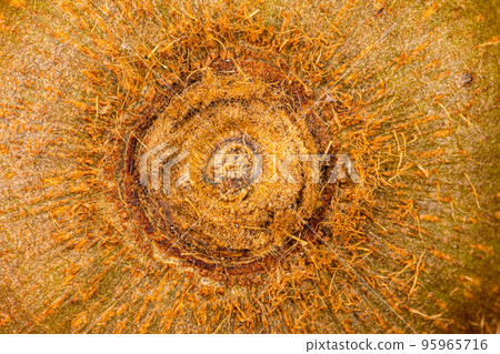 Extreme closeup top view of remnant of stalk on the peel of fresh ripe hairy kiwi fruit. Extreme closeup top view of remnant of stalk on the peel of fresh ripe hairy kiwi fruit. 95965716