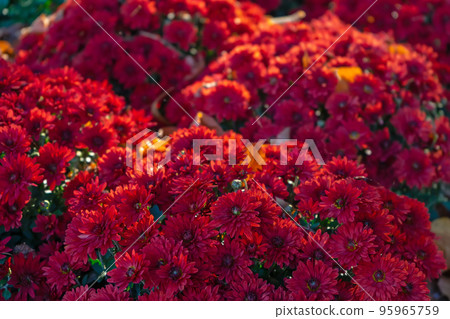 Fresh bright red chrysanthemums bushes in autumn garden Fresh bright red chrysanthemums bushes in autumn garden 95965759