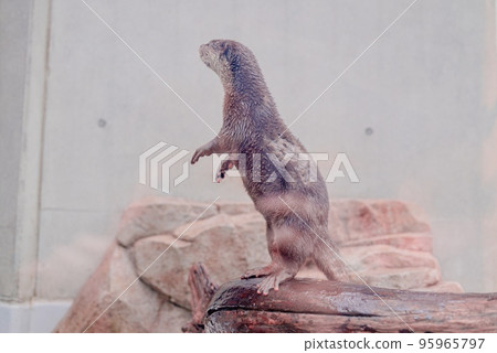 站立的水獺 95965797