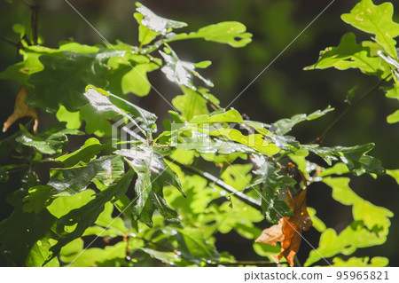 Wet leaves and grass in a summer forest after rain. Wet leaves and grass in a summer forest after rain. 95965821