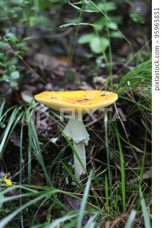 Mushrooms in the moss on a log 95965851