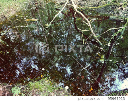 Reflections on the dark water of small pond in the forest. Reflections on the dark water of small pond in the forest. 95965913