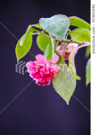 Impatiens balsamina pink beautiful flowers outdoors 95965946