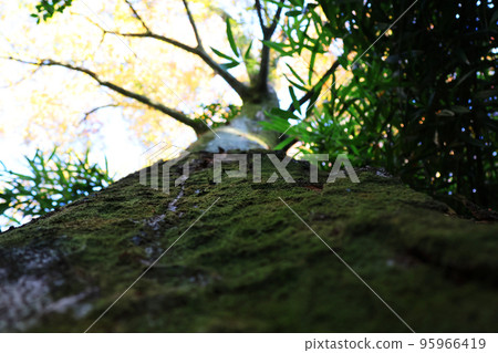 Tree looked up Tree looked up 95966419