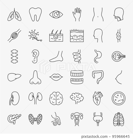 Anatomy Line Icons Set 95966645
