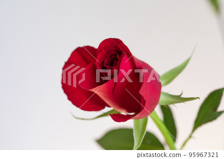 一朵開始綻放的玫瑰 95967321