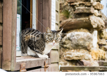 A tabby cat sitting on the window sill of a building and staring intently at the reception building of Hastings Castle in the suburbs of London 95967863