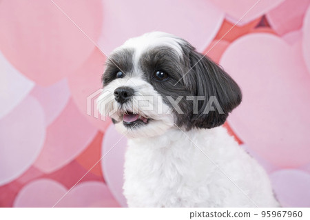 Heart back and sitting mixed dog bust up (Sheepoo) 95967960