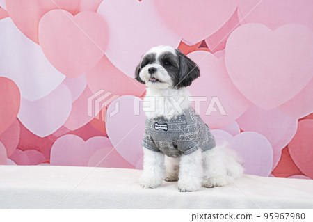 Heart back and sitting mixed dog (Sheepoo) Heart back and sitting mixed dog (Sheepoo) 95967980