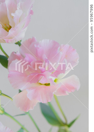 Eustoma 帶芽的粉紅色微距鏡頭 95967996
