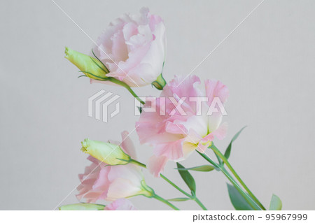 洋桔梗粉色帶芽 95967999