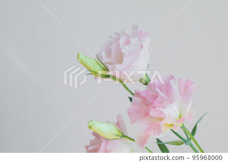 洋桔梗粉紅色,帶芽 洋桔梗粉紅色,帶芽 95968000