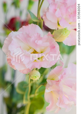 Pink Lisianthus macro lens 95968004