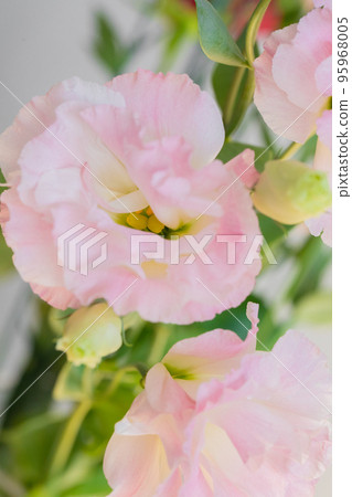 Eustoma macro lens Eustoma macro lens 95968005