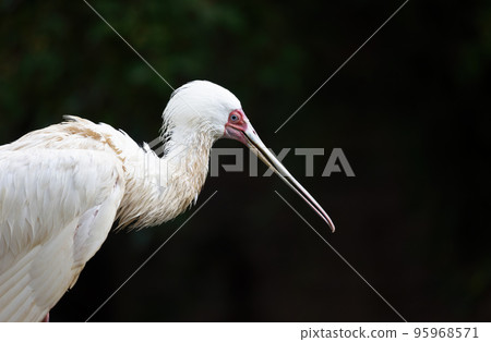 Side view of the African spoonbill bird Side view of the African spoonbill bird 95968571