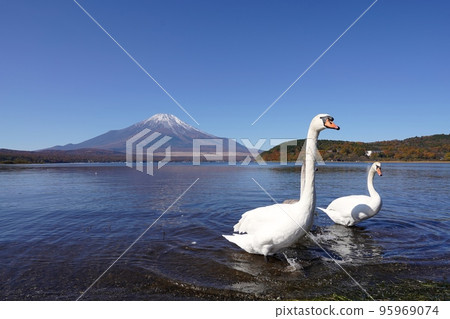 Swans and Mt. Fuji of Yamanakako 95969074