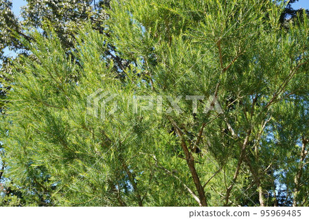 Photo of snow-in-summer without flowers on a sunny day 95969485