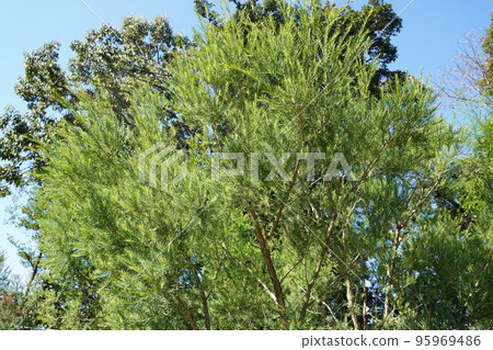 Photo of snow-in-summer without flowers on a sunny day 95969486