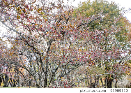 Photo: Plant scenery: Azuki pear's red fruits and autumn leaves: Bright autumn scenery Photo: Plant scenery: Azuki pear's red fruits and autumn leaves: Bright autumn scenery 95969520