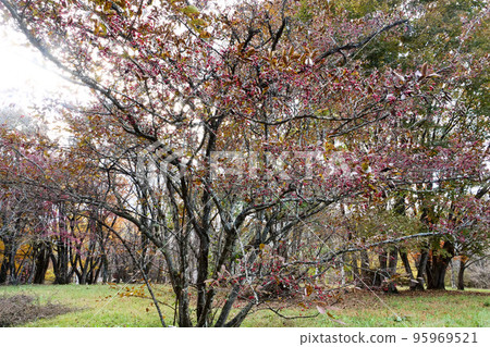 在森林公園明亮的秋天收穫的紅色鐮塚漿果的照片風景 95969521