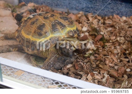 Land turtle in the aquarium on sand Land turtle in the aquarium on sand 95969785