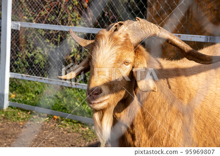 Brown goat with large horns closeup portrait 95969807