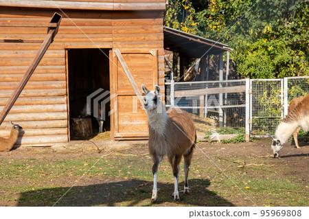 Red llama in an aviary eats grass 95969808